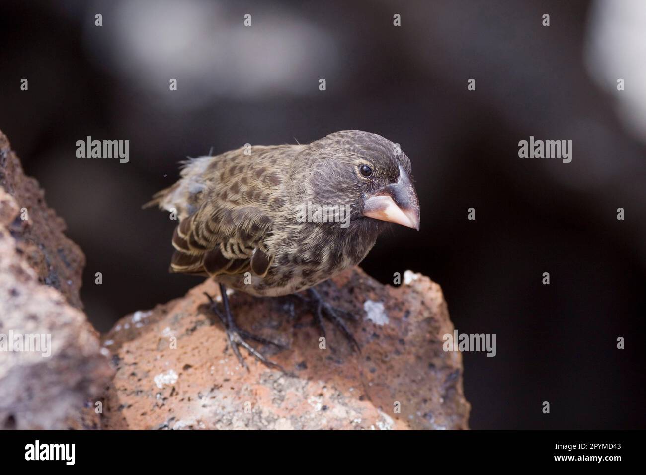 Ground Finch, Opuntia Ground Finch, Opuntia Ground Finches, Darwin's