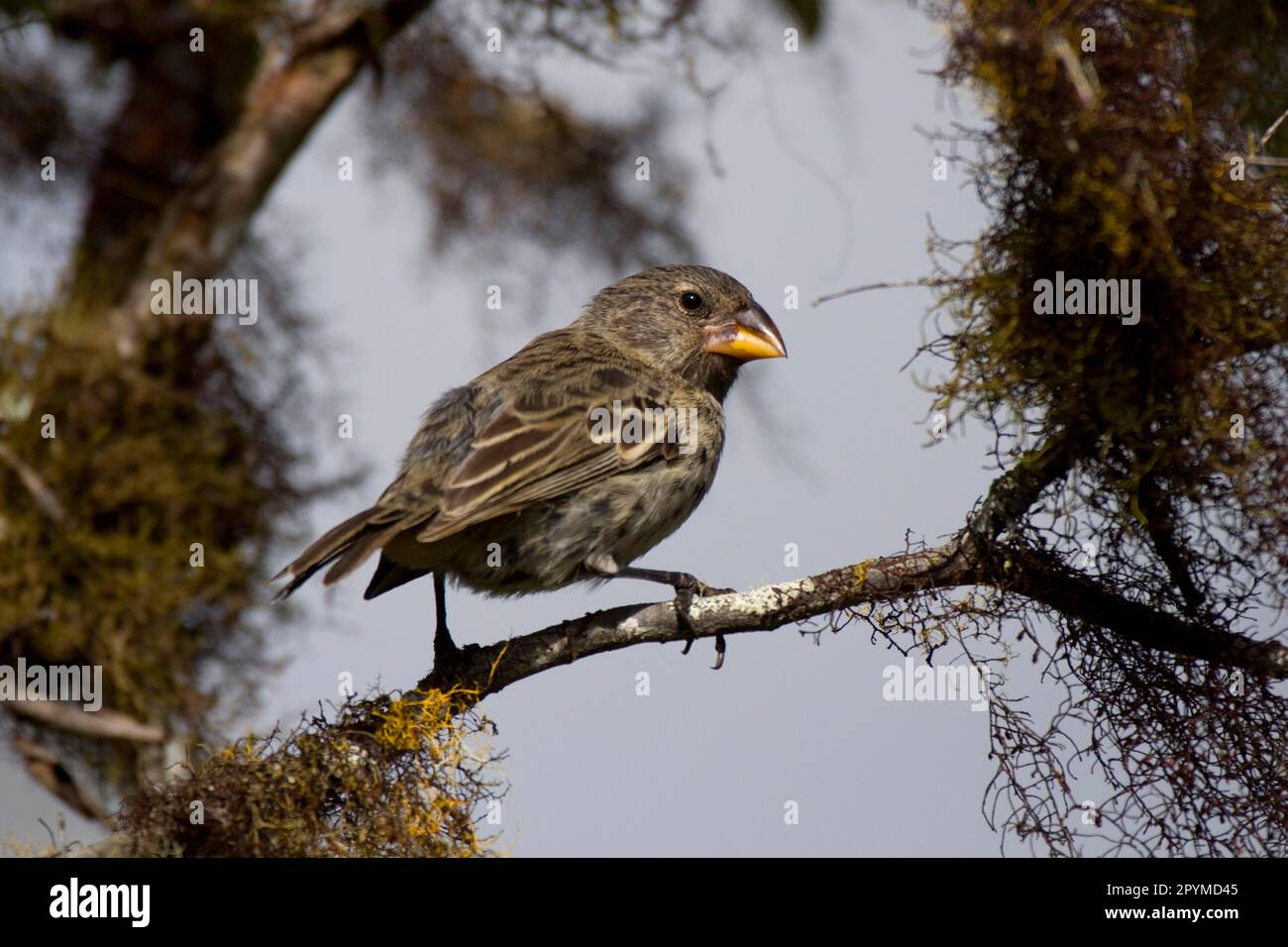 Medium Ground Finch, Medium Ground Finches, Galapagos Finch, Darwin