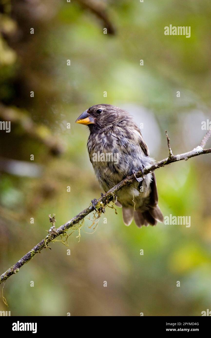 Medium Ground Finch (Geospiza fortis), Medium medium ground finch, Galapagos Finch, Darwin Finch, Galapagos Finches, Darwin Finches, Songbirds Stock Photo