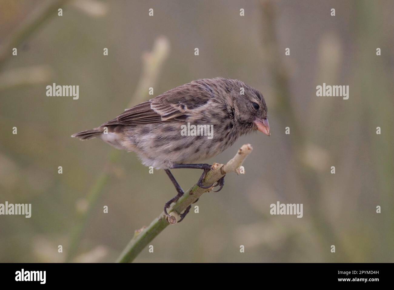 Small Ground Finch, Galapagos Finch, Darwin Finch, Galapagos Finches, Darwin Finches, Songbirds, Animals, Birds, Finches, Small ground finch on Stock Photo