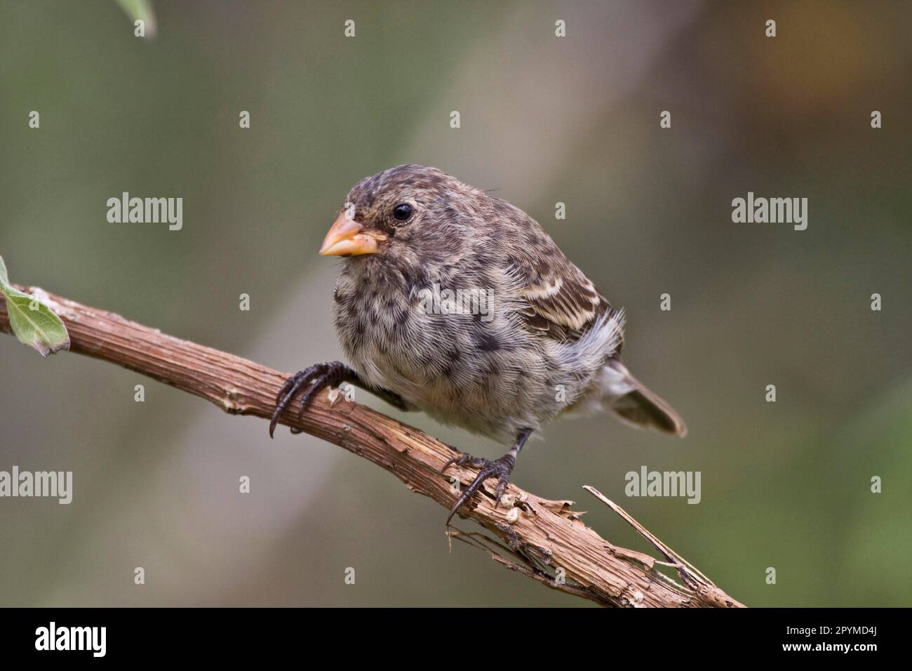 Small Ground Finch, Small Ground Finches, Galapagos Finch, Darwin Finch
