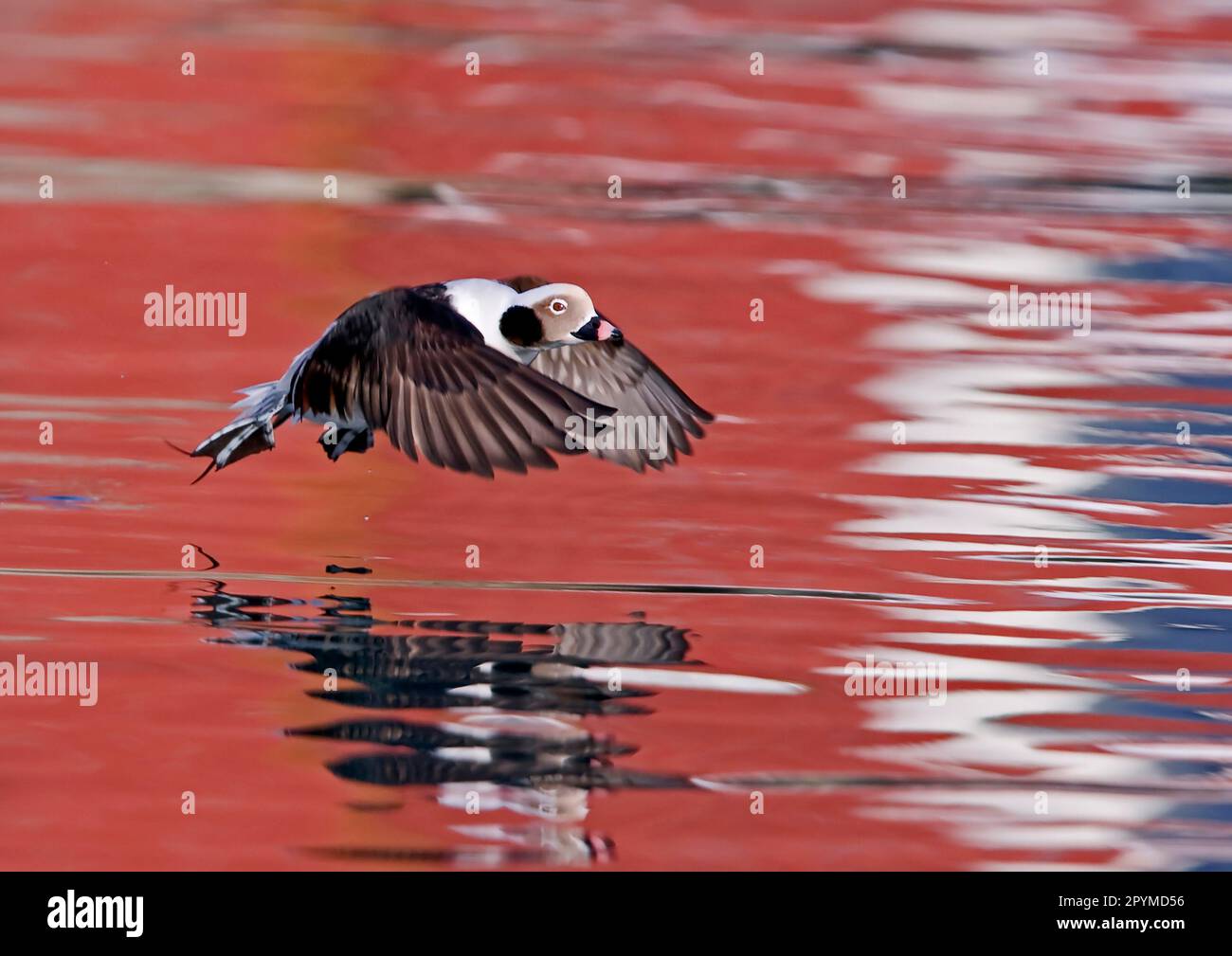 Long-tailed duck (Clangula hyemalis) adult male, winter plumage, in