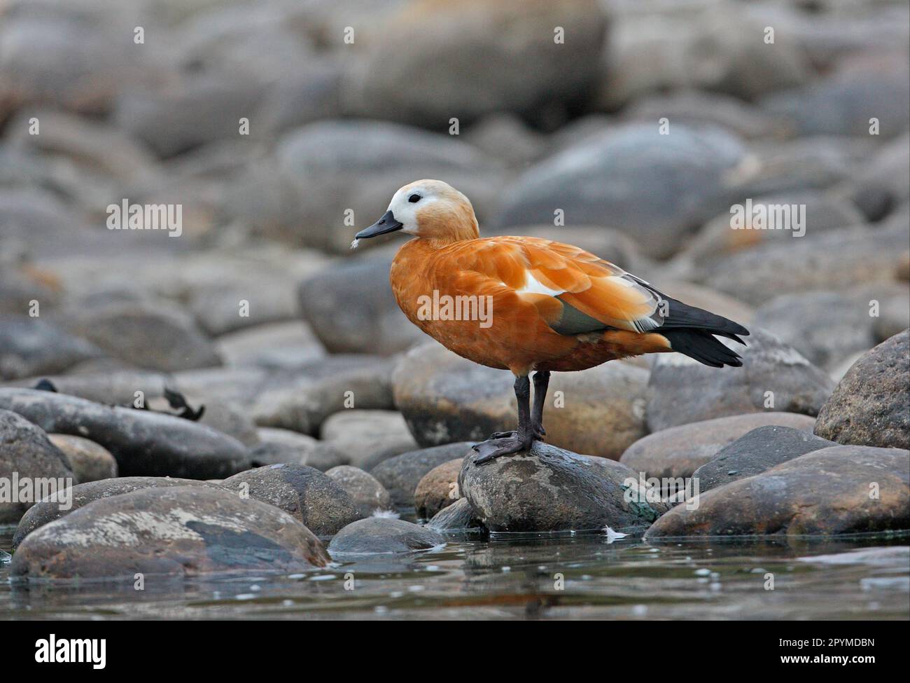 Ruddy Shelduck (Tadorna ferruginea) adult female, with feather in beak, standing on boulder at edge of river, Nameri, Assam, India Stock Photo