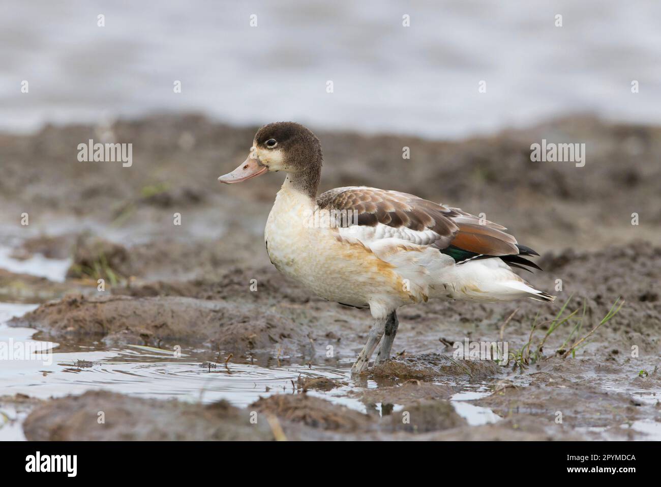 Common Shelduck (Tadorna tadorna) juvenile, standing on mud at edge of water, Suffolk, England, United Kingdom Stock Photo