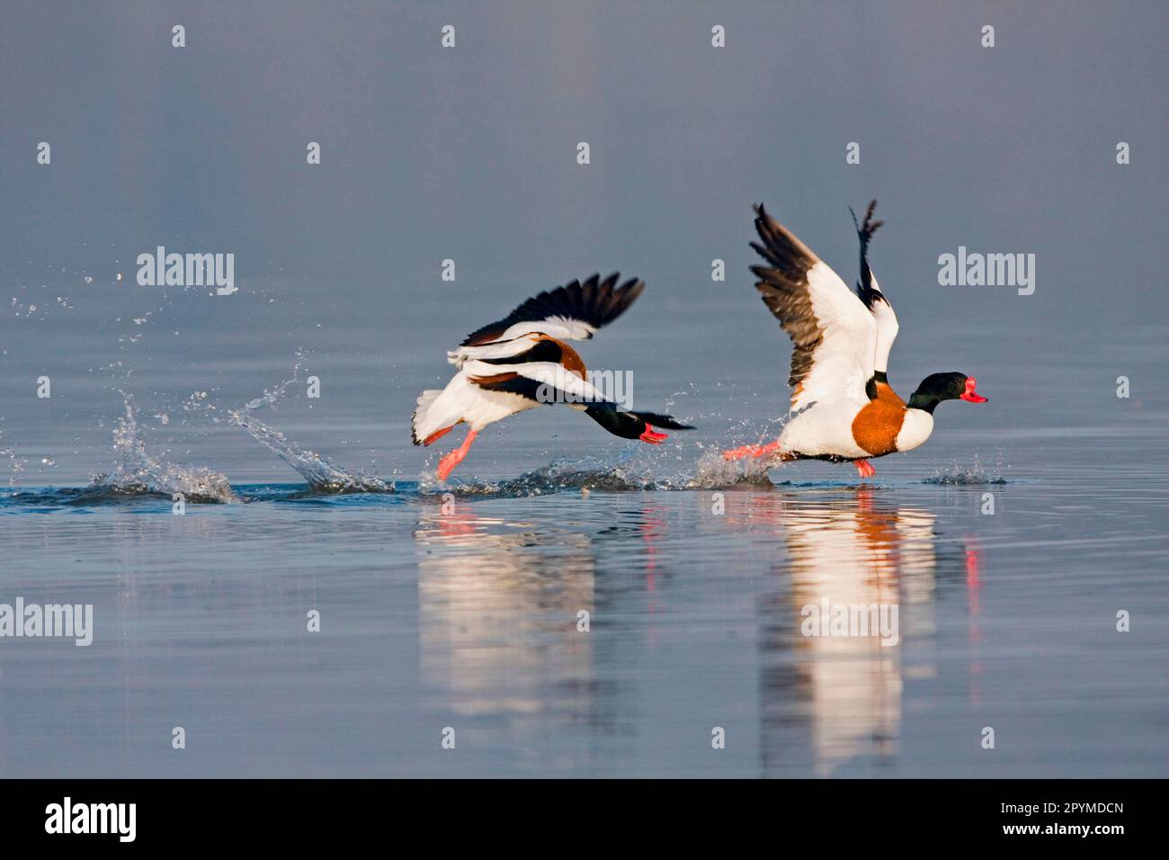 Common Shelduck (Tadorna tadorna) two adult males, in flight, dominant male chasing rival across surface of water during territorial dispute Stock Photo