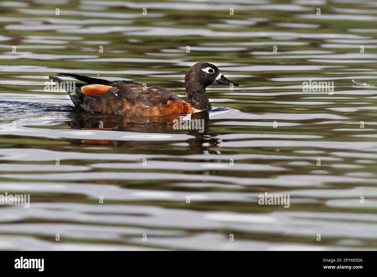 Casarca tadornoides, Collared Casarka, Collared Casarka, Australian