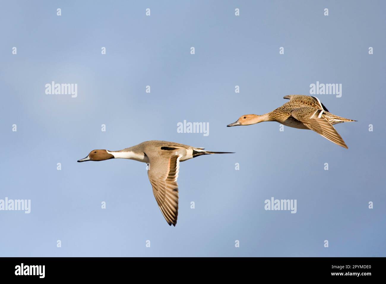Northern pintail (Anas acuta), adult pair, in flight, Gloucestershire, England, winter Stock Photo