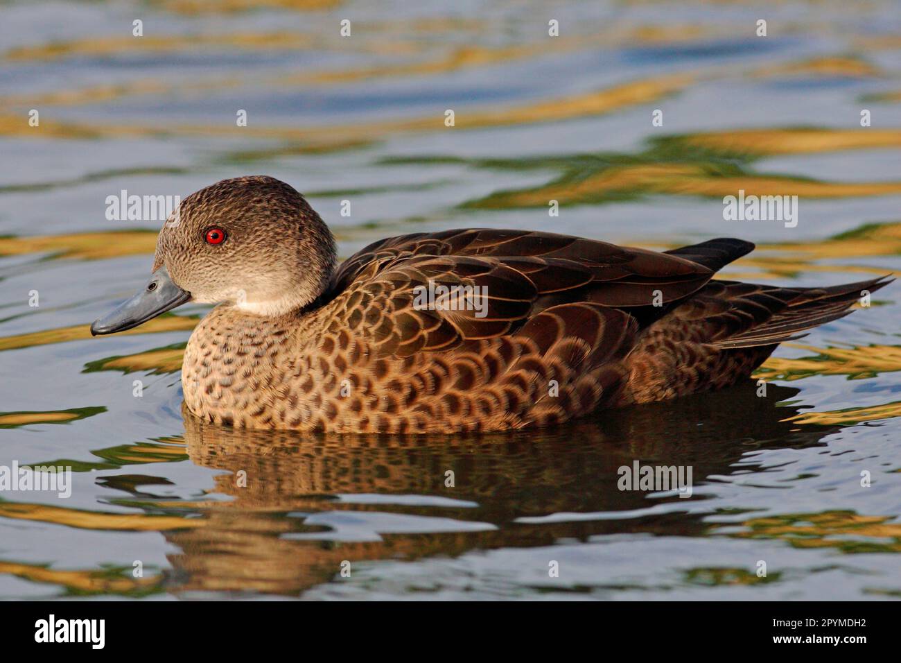Australian Whitethroated Duck, Grey Duck, Australian Whitethroated