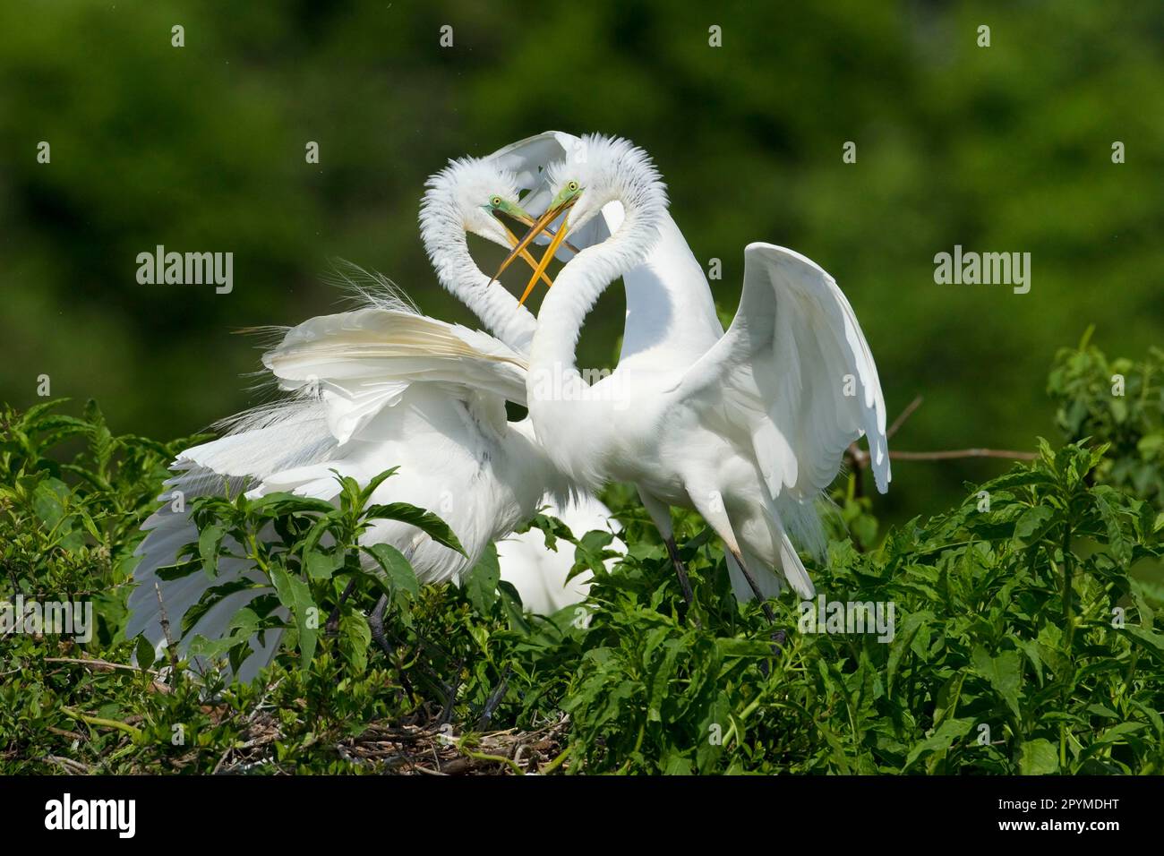 Great egret (Casmerodius albus) two adults, breeding plumage, in territorial dispute at Rookery, High Island, Bolivar Peninsula, Galveston County Stock Photo