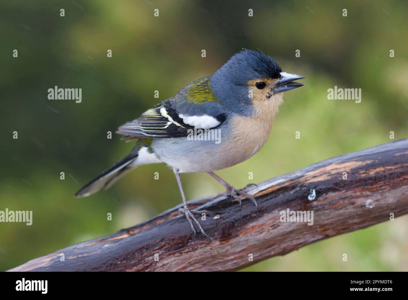 Madeiran Chaffinch (Fringilla coelebs madeirensis), adult male, summer plumage, sitting on a branch, Madeira Stock Photo