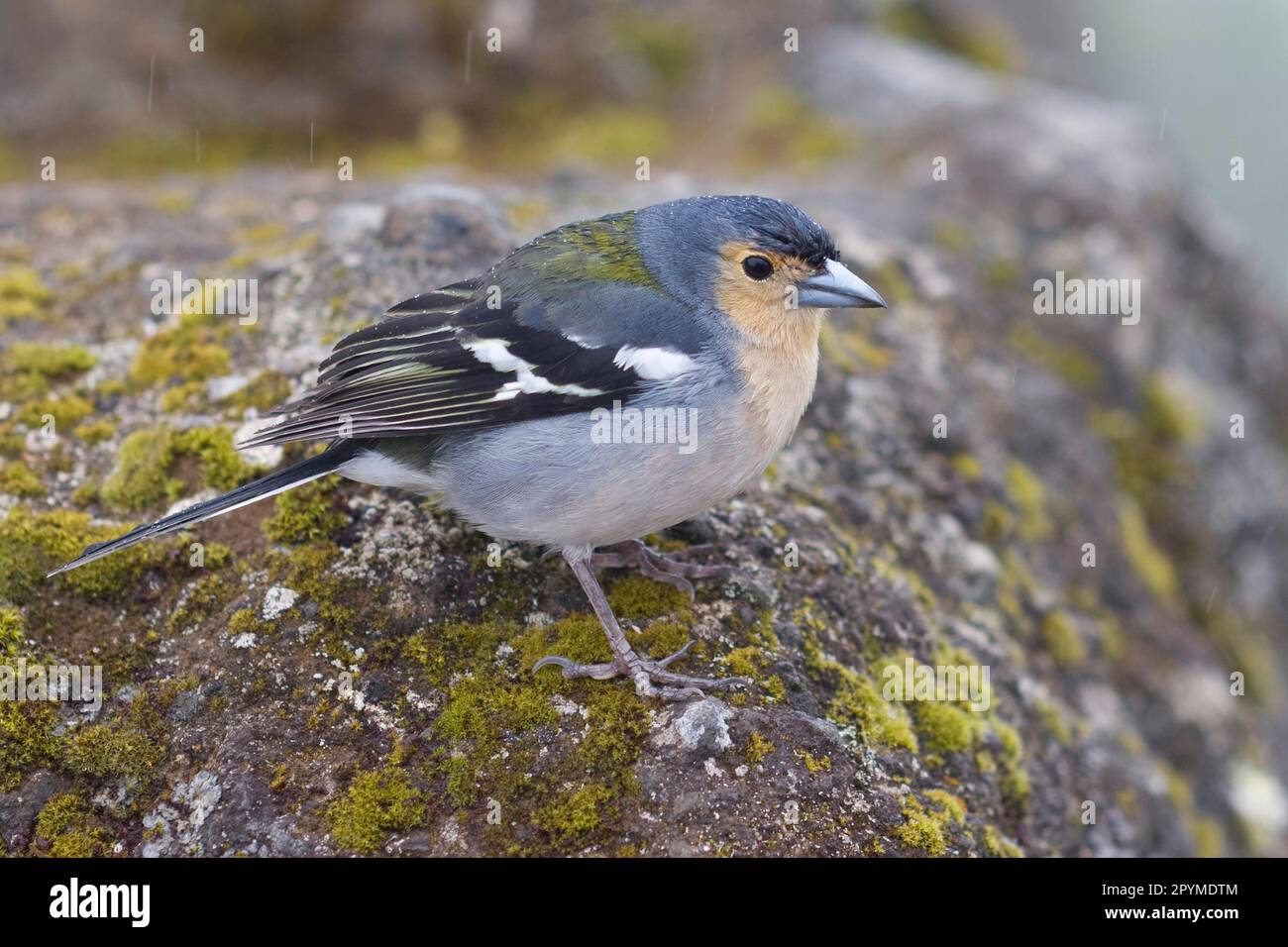 Madeiran Chaffinch (Fringilla coelebs madeirensis), adult male, summer plumage, sitting on a rock, Madeira Stock Photo