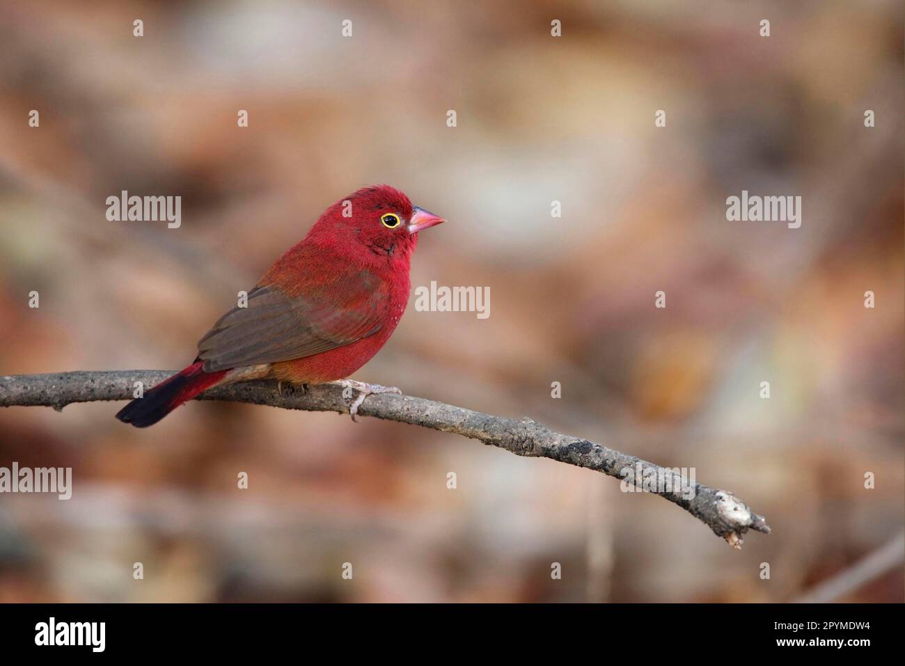 Red-billed firefinch (Lagonosticta senegala), adult male, sitting on a branch, Gambia Stock Photo
