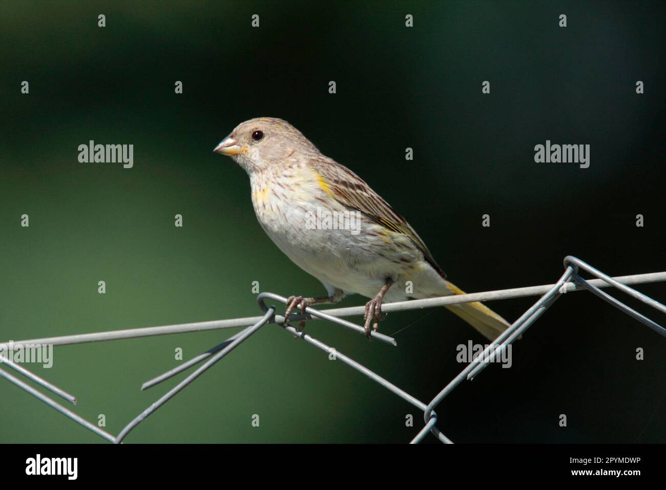 Saffron finch (Sicalis flaveola), juvenile male, sitting on a wire