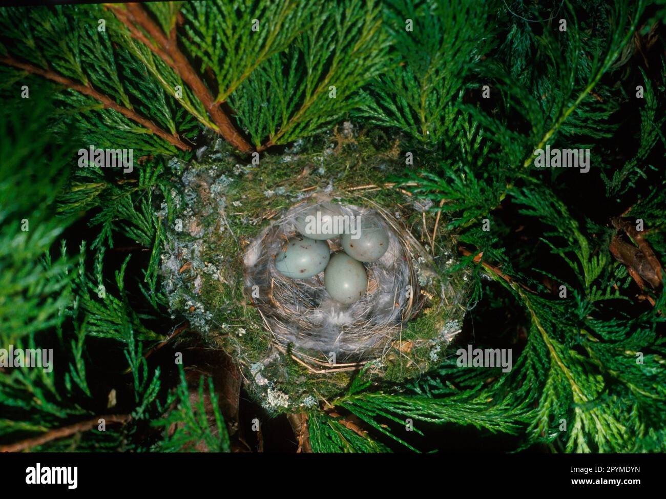 Chaffinch, common chaffinches (Fringilla coelebs), Songbirds, Animals, Birds, Finches, Chaffinch Nest & four eggs Stock Photo