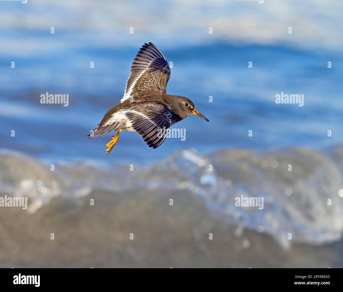 Purple sandpiper (Calidris maritima) adult, winter plumage, in flight over the sea with breaking wave, northern Norway Stock Photo