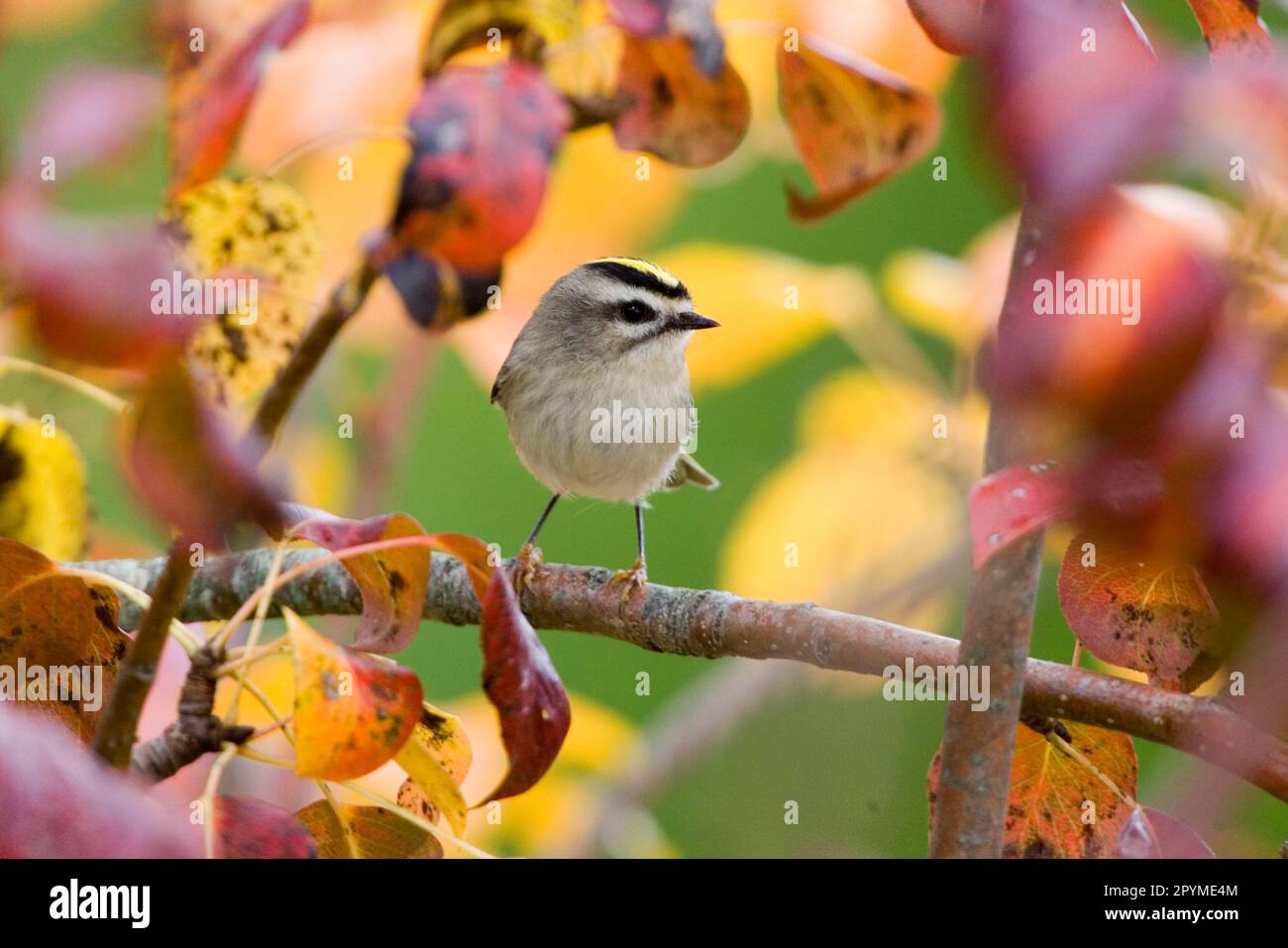 Golden crowned kinglet hi-res stock photography and images - Alamy