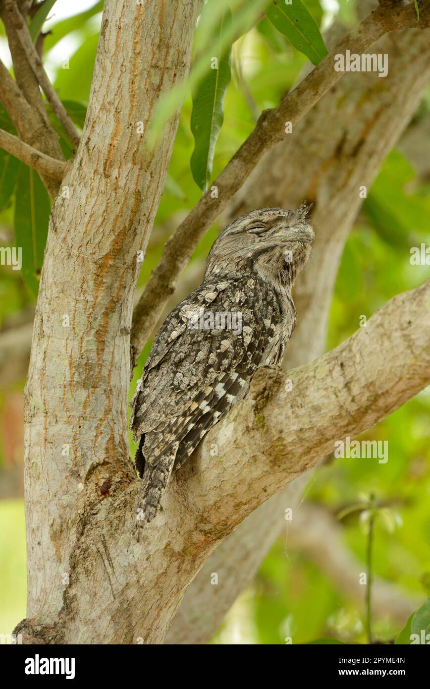Tawny tawny frogmouth (Podargus strigoides), adult male, with eyes closed, sitting in a tree fork, Queensland, Australia Stock Photo