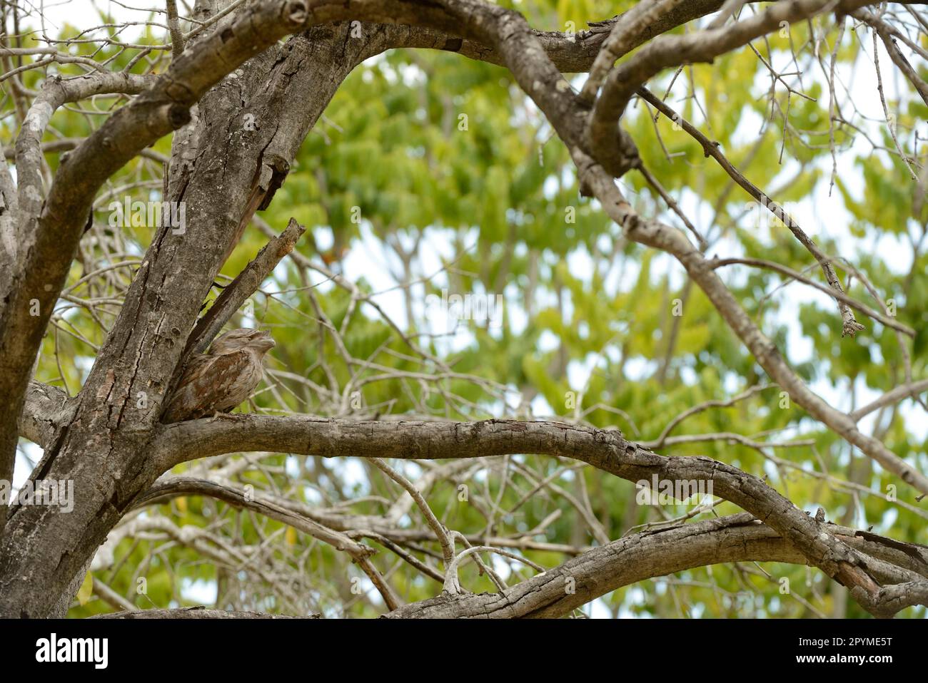 Tawny tawny frogmouth (Podargus strigoides), adult female, resting in a tree fork, Queensland, Australia Stock Photo