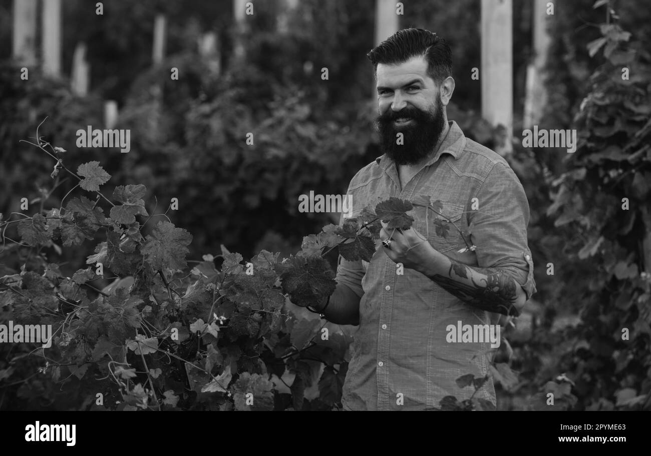 Man picking wine grapes on vine in vineyard. Harvest of grapes. Fields vineyards ripen grapes for wine. Gardening, farming concept. Winemaker cuts Stock Photo