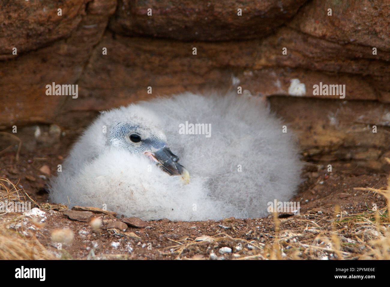 Northern fulmar, fulmars, tube-nosed, animals, birds, Northern Fulmar (Fulmaris glacialis) chick, sitting in nest on cliff, Handa Island, Sutherland Stock Photo