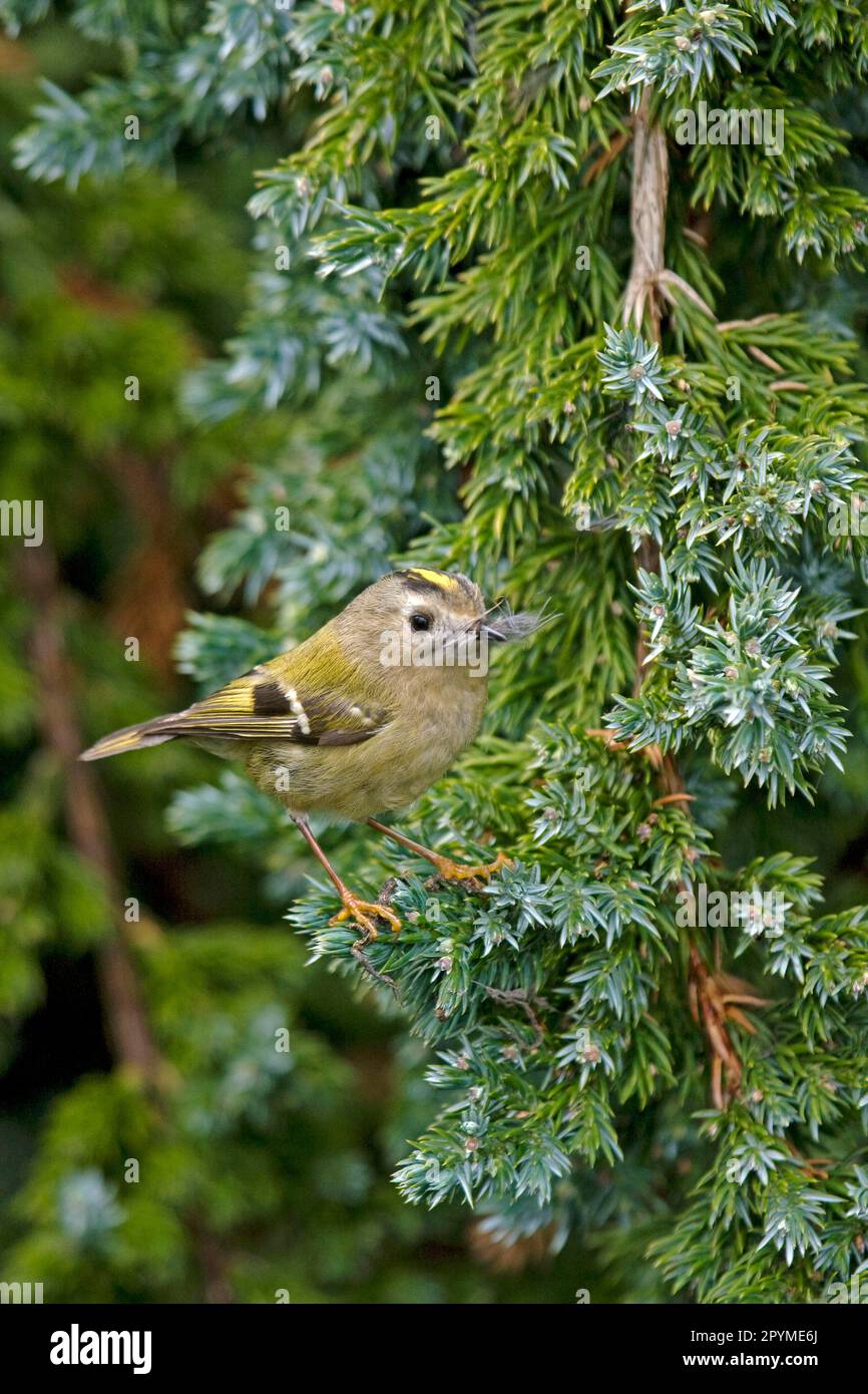 Goldcrest (Regulus regulus), winter goldcrest, songbirds, animals