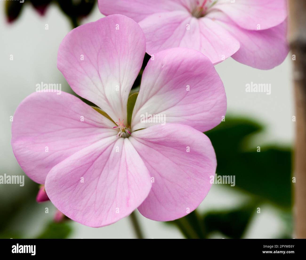 crane's-bill has striking magenta flowers and is a clump-forming perennial. Stock Photo