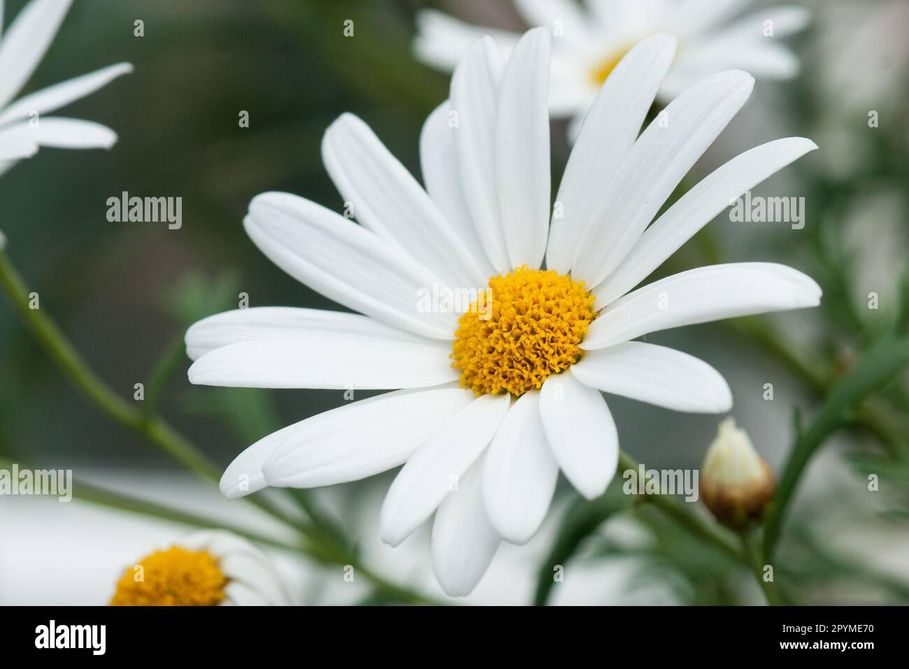 Chrysanthemum marganta white large daisy close-up Stock Photo