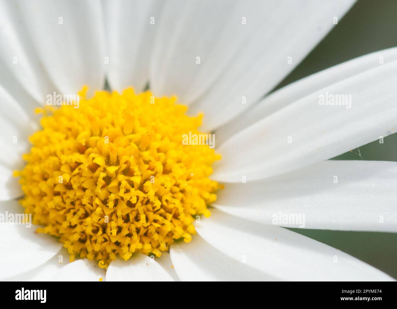 Chrysanthemum marganta white large daisy close-up Stock Photo
