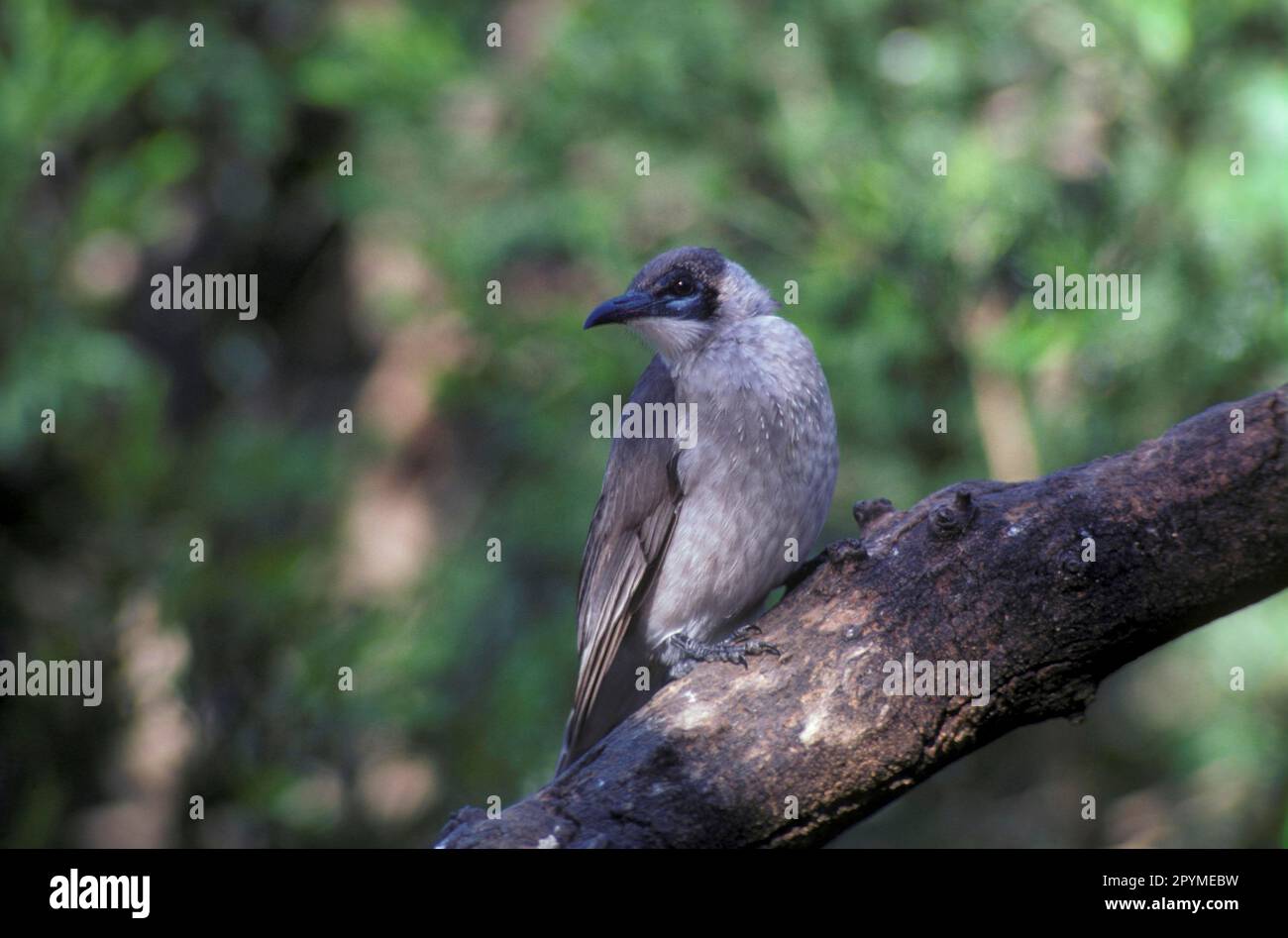 Smooth-faced leatherhead, Smooth-faced leatherheads, Smooth-faced leatherheads, Animals, Birds, Little Friarbird, Philemon citreogularis Stock Photo