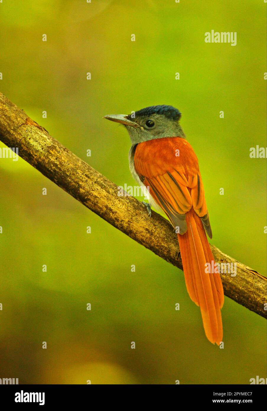Asian Paradise-flycatcher (Terpsiphone paradisi indochinensis) adult male, perched on branch, Kaeng Krachan N. P. Thailand Stock Photo