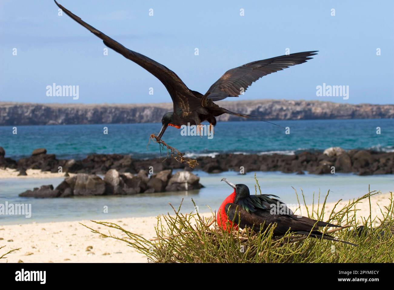 Banded Frigatebird, Banded Frigatebird, Banded Frigatebirds, Frigatebird, Frigatebirds, Ruderfuesser, Tiere, Voegel, male great Frigatebird stealing Stock Photo