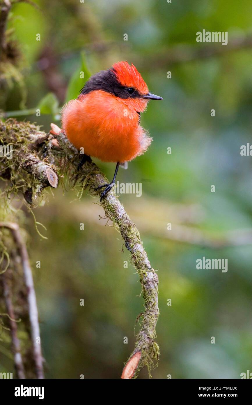 Vermilion Flycatcher (pyrocephalus rubinus), Galapagos Islands Stock ...