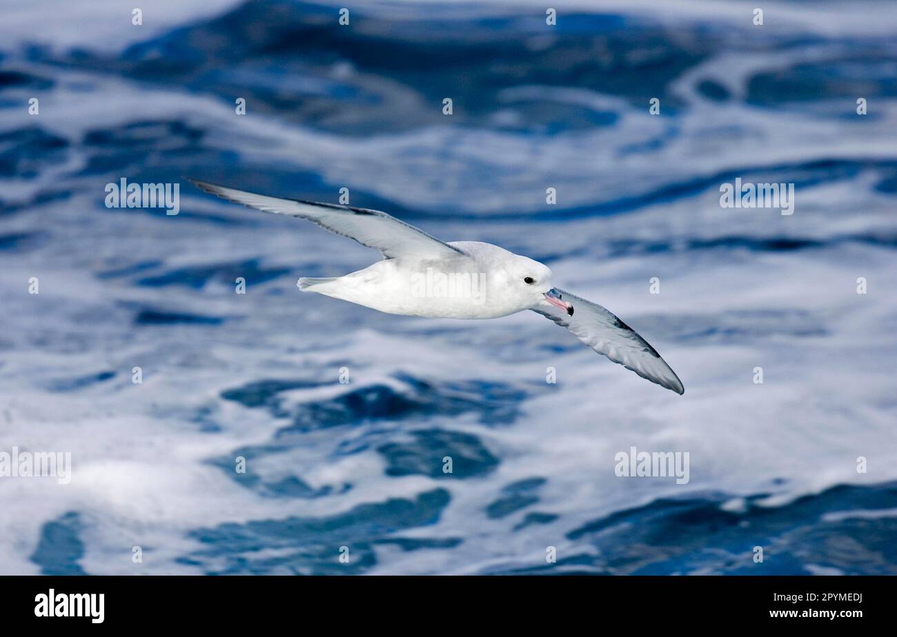 Silver Petrel, Antarctic fulmar (Fulmarus glacialoides), southern