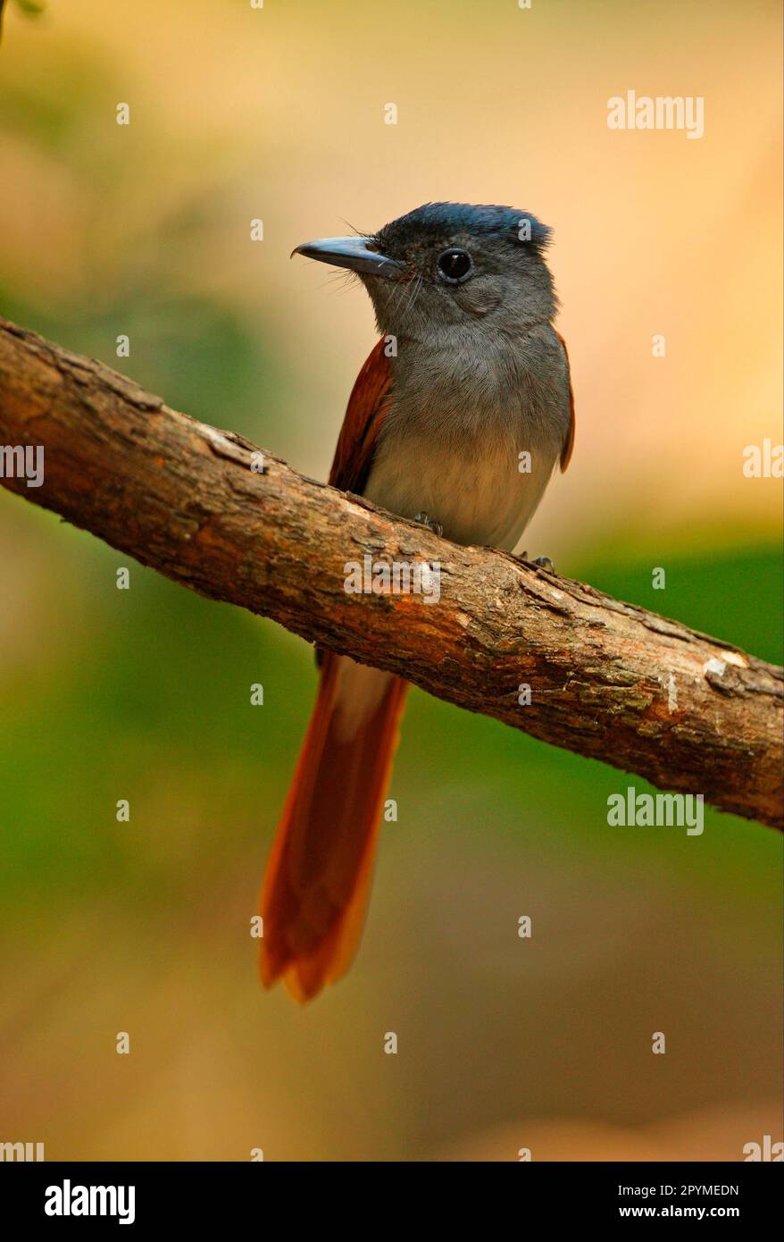 Asian Paradise-flycatcher (Terpsiphone paradisi indochinensis) adult female, perched on branch, Kaeng Krachan N. P. Thailand Stock Photo