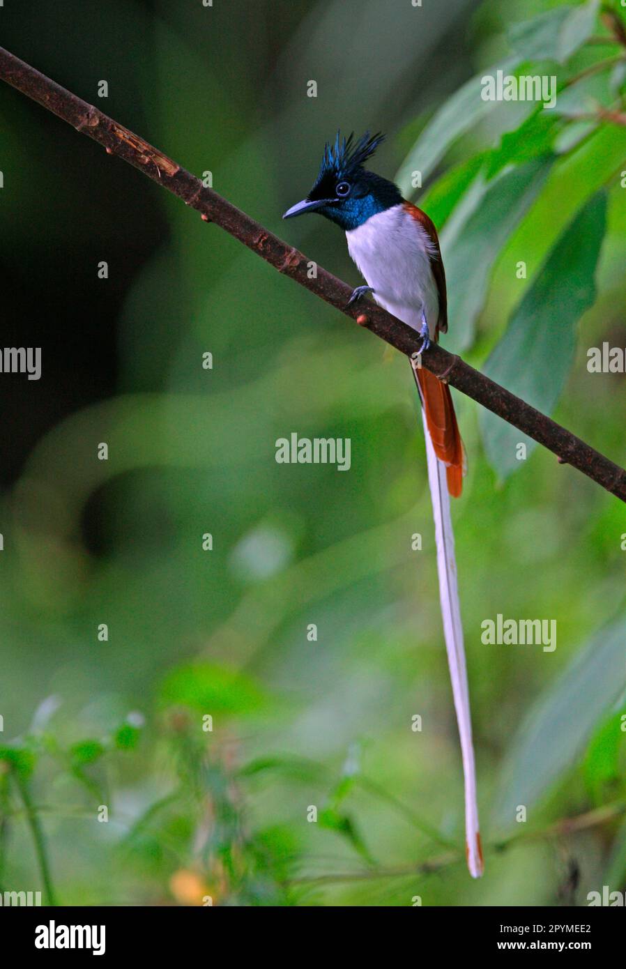 Asian Paradise-flycatcher (Terpsiphone paradisi paradisi) adult male, intermediate phase, perched on branch, Sri Lanka Stock Photo