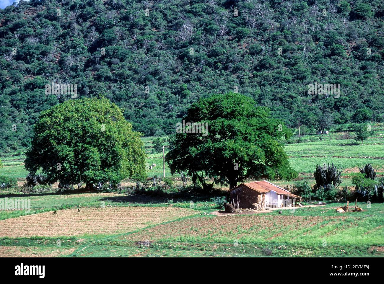 A tiled roof house at Anaikatty, Tamil Nadu, South India, India, Asia