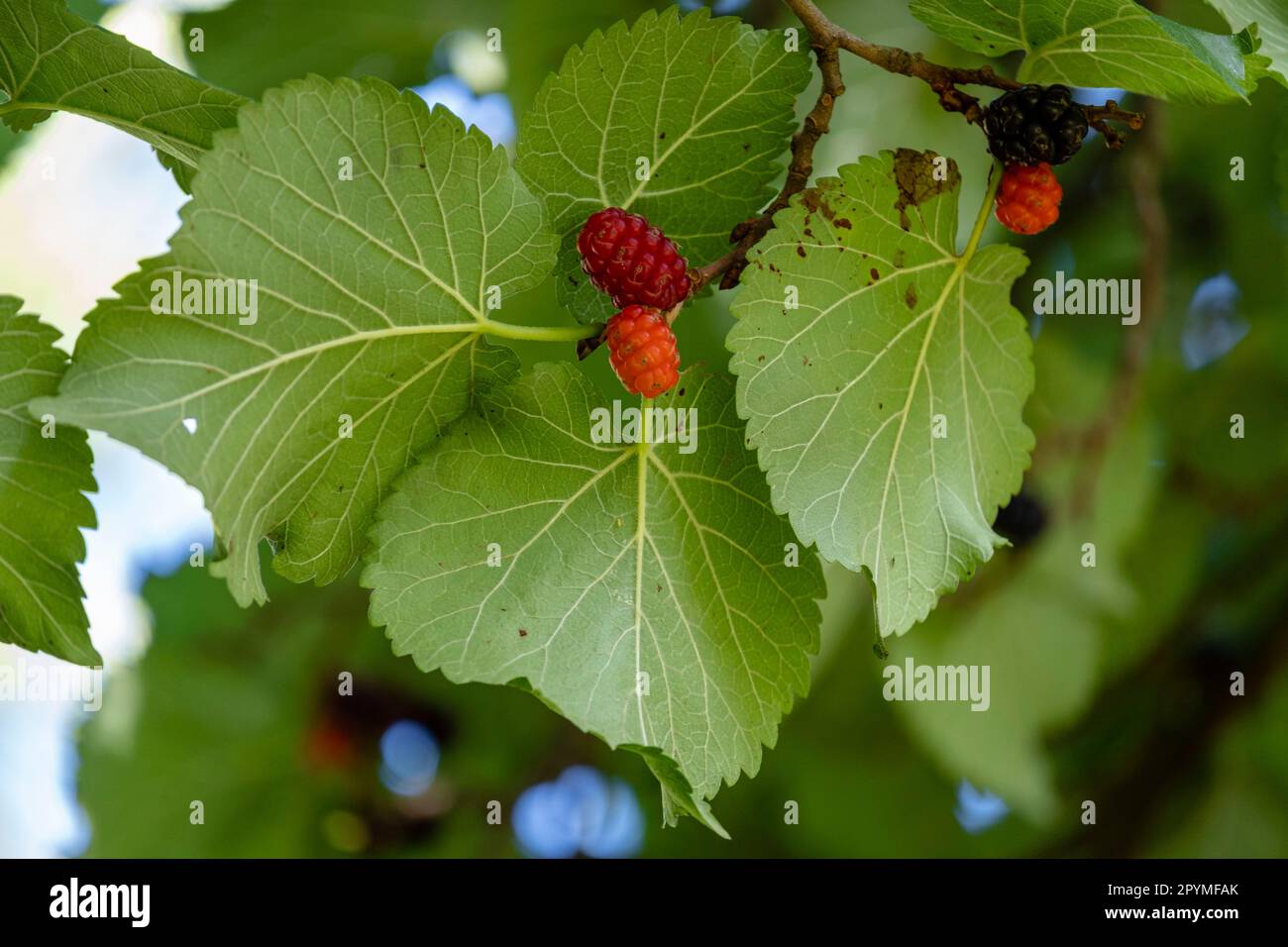 Cultivos originarios de china hi-res stock photography and images - Alamy