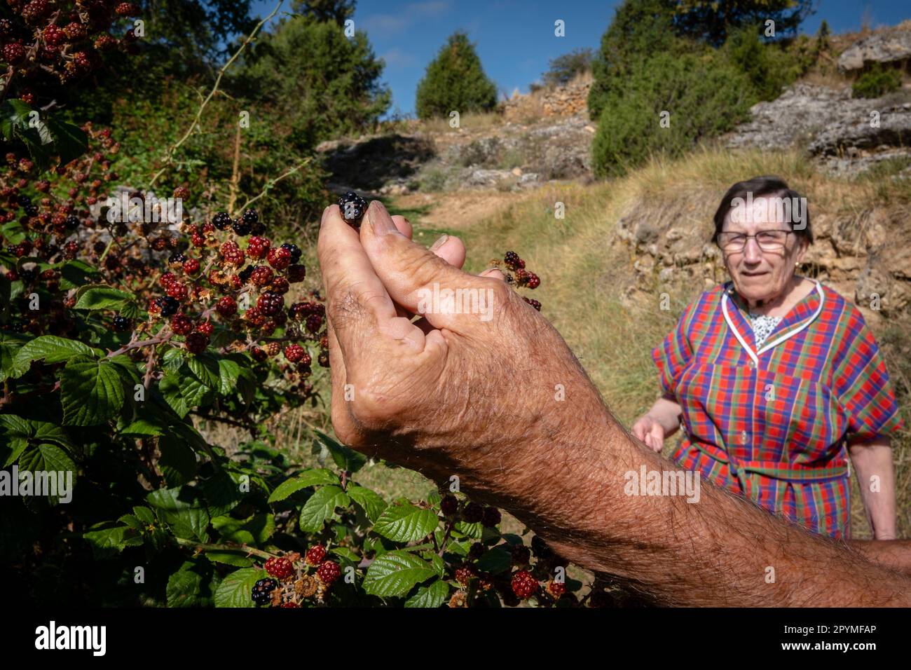 recolectando zarzamora (Rubus fruticosus), barranco de la cascada, Chaorna, Soria,  comunidad autónoma de Castilla y León, Spain, Europe Stock Photo