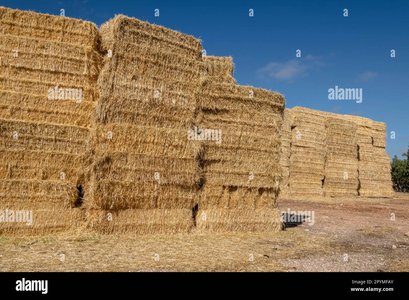 paja de trigo, Montuenga de Soria,  Comarca de Arcos de Jalón,  Soria,  comunidad autónoma de Castilla y León, Spain, Europe Stock Photo