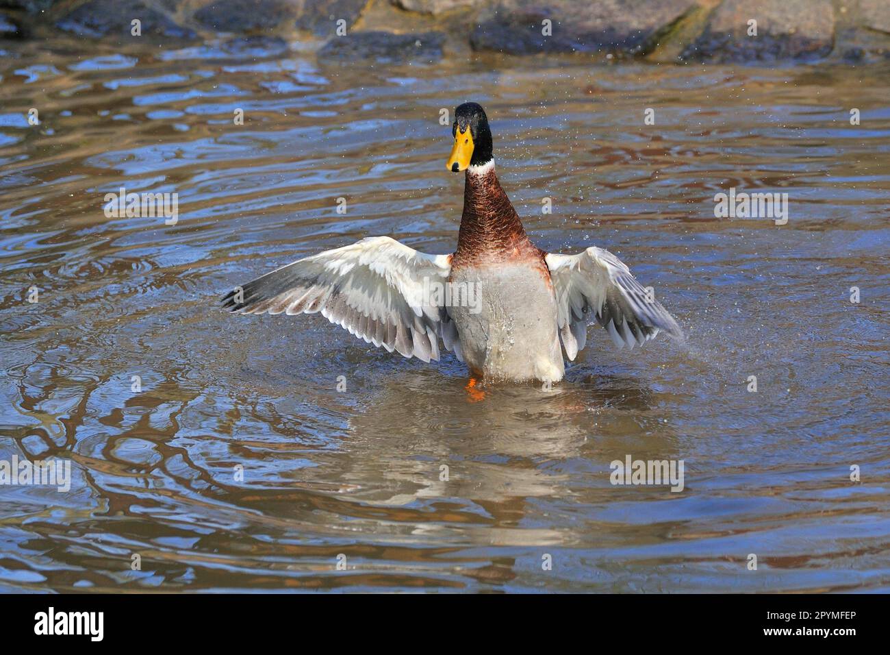 Indian Runner Duck Stock Photo