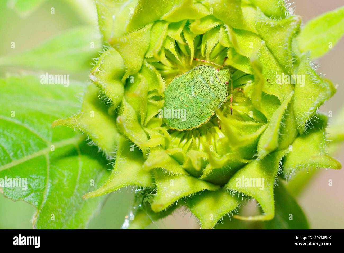 Green stink bug, larva Stock Photo