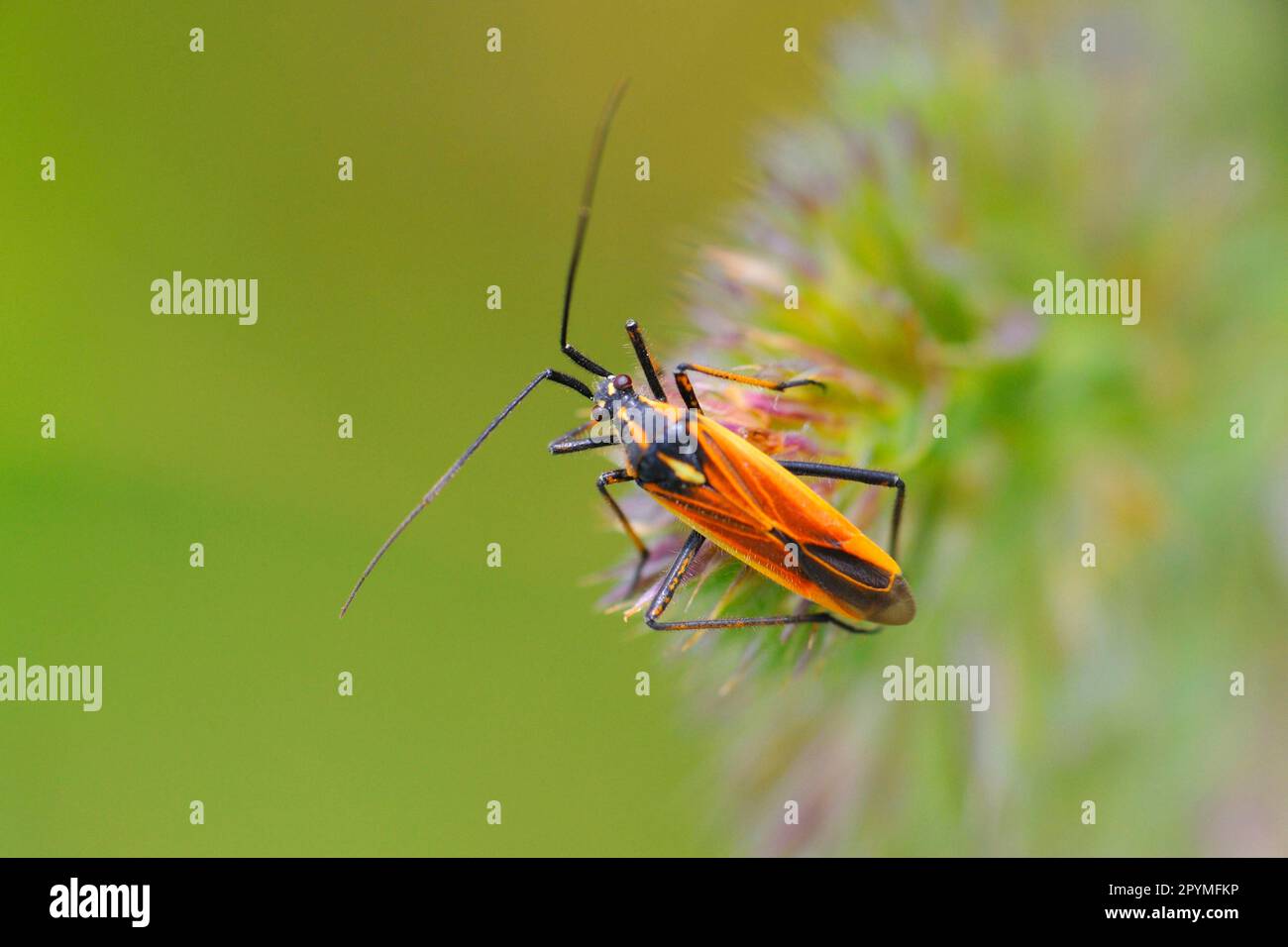 Long haired dagger bug Stock Photo - Alamy