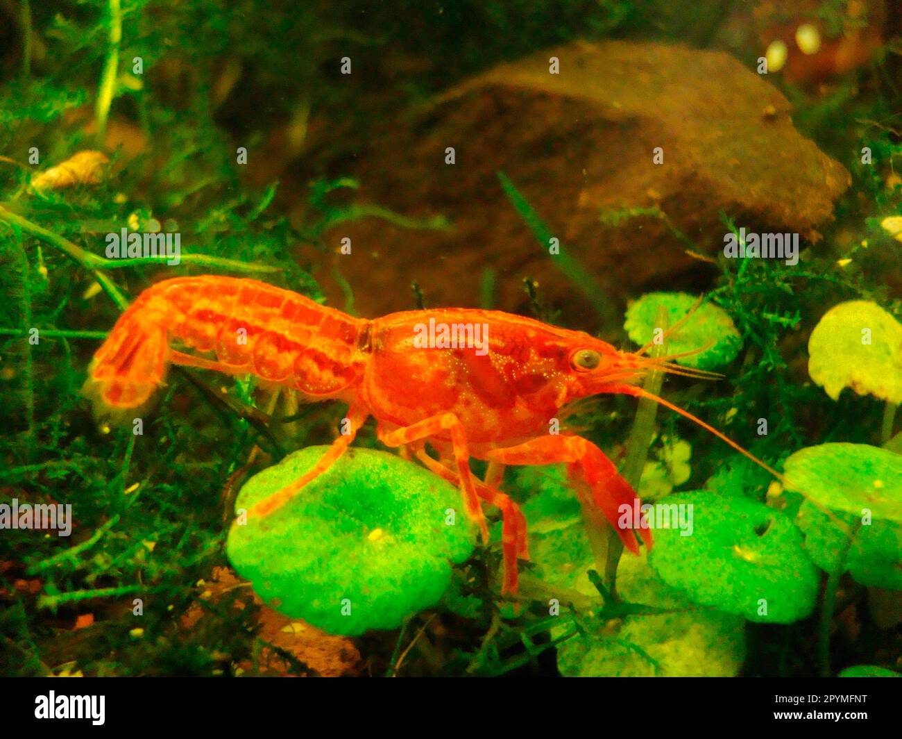 Orange Dwarf Crayfish Stock Photo