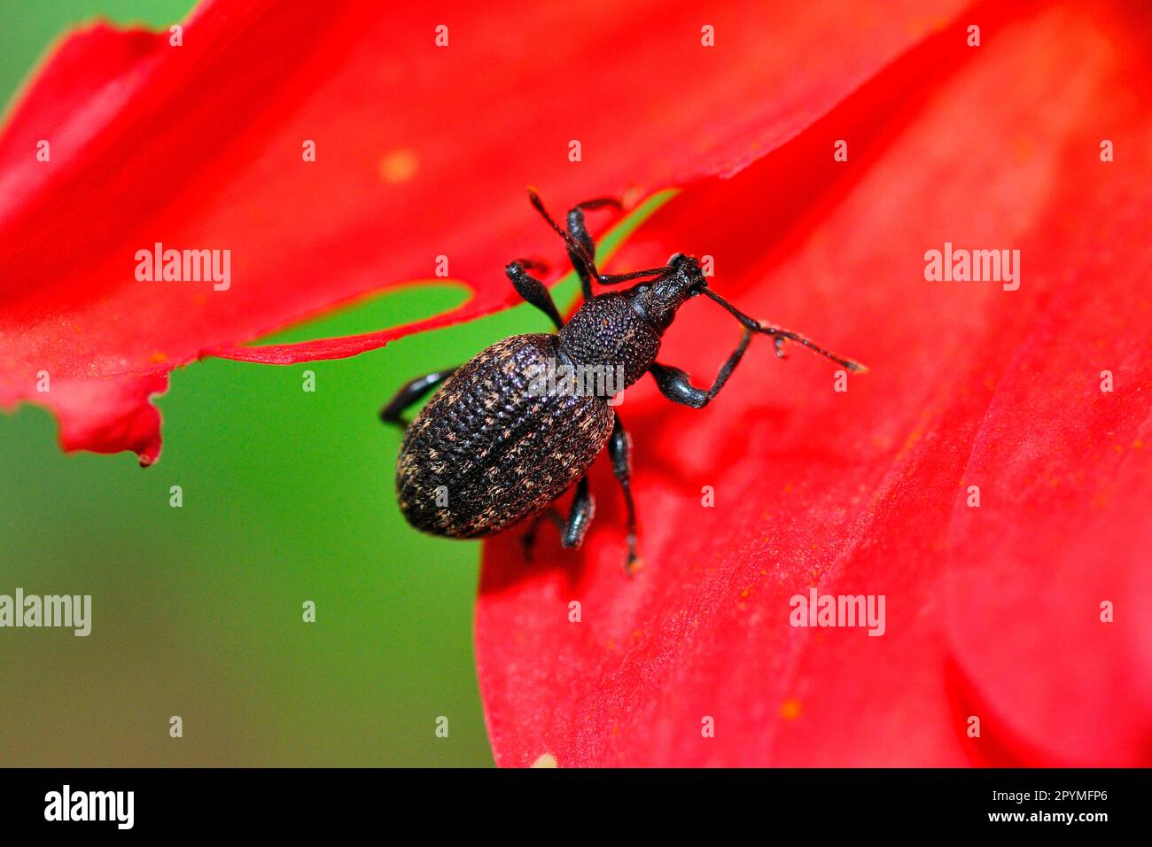 Furrowed Black Borer Stock Photo