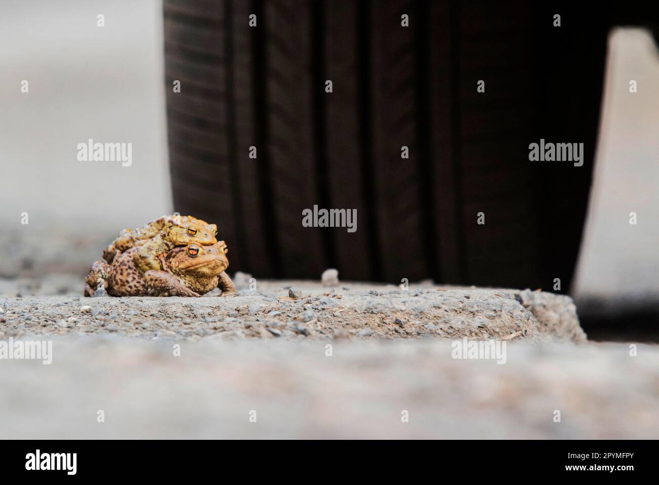 Common toads, pair in front of car tyres Stock Photo - Alamy