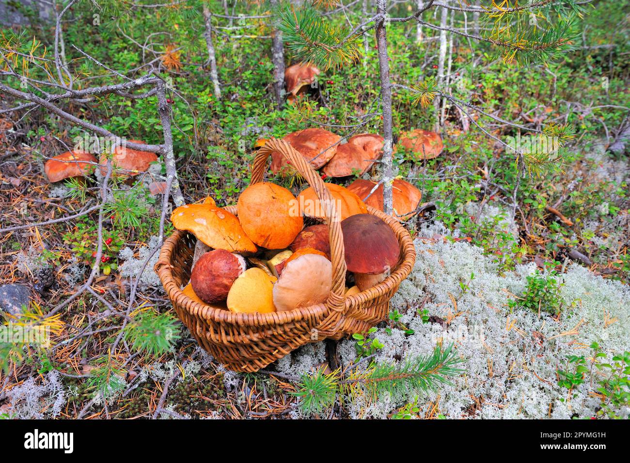 Boletus, mushroom picking Stock Photo