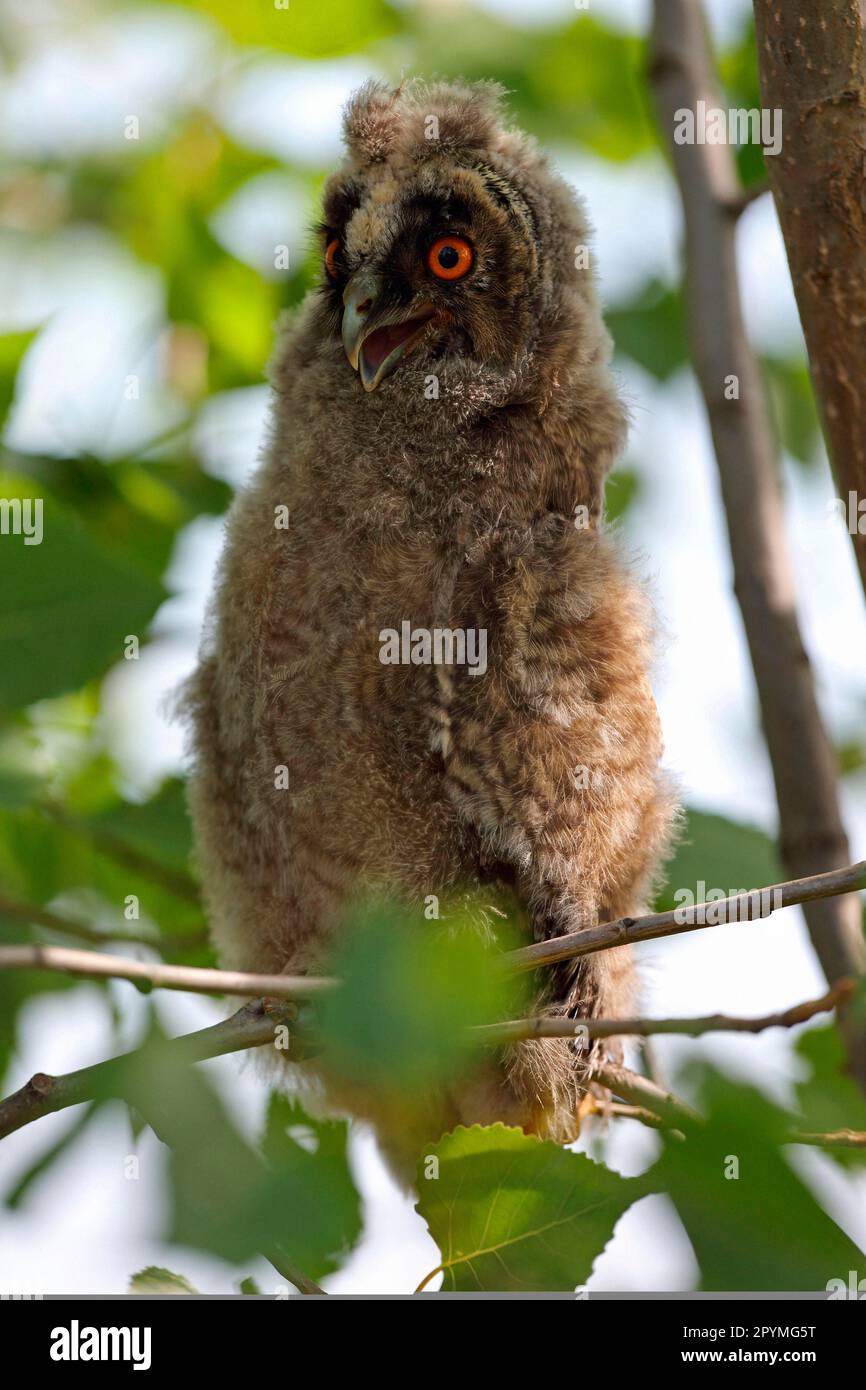 Long-eared owl, branchling Stock Photo - Alamy