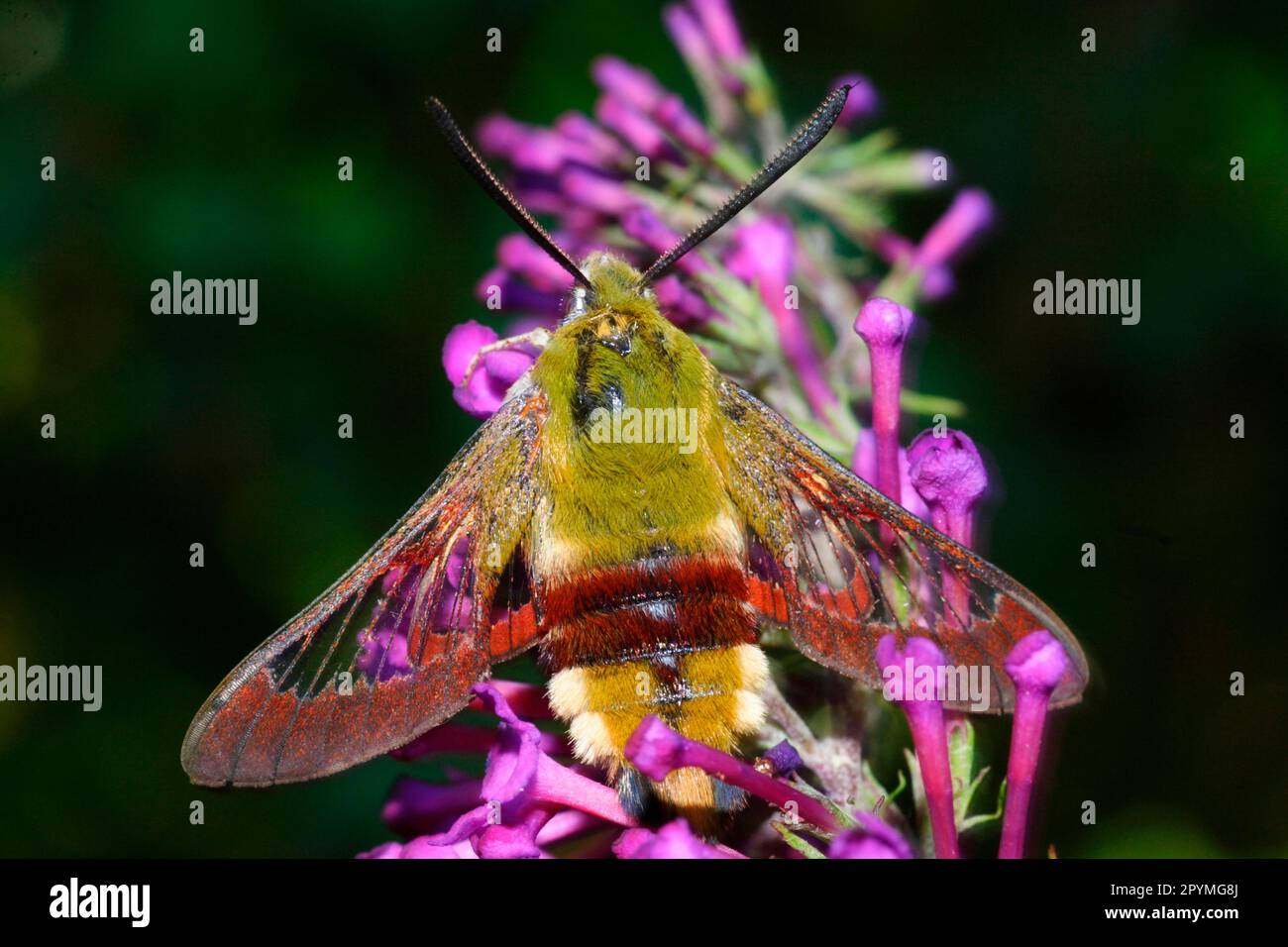Bumblebee moth hi-res stock photography and images - Alamy