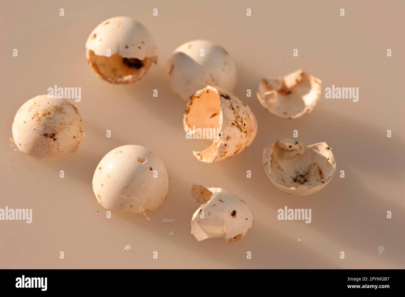 House martins, eggs Stock Photo Alamy