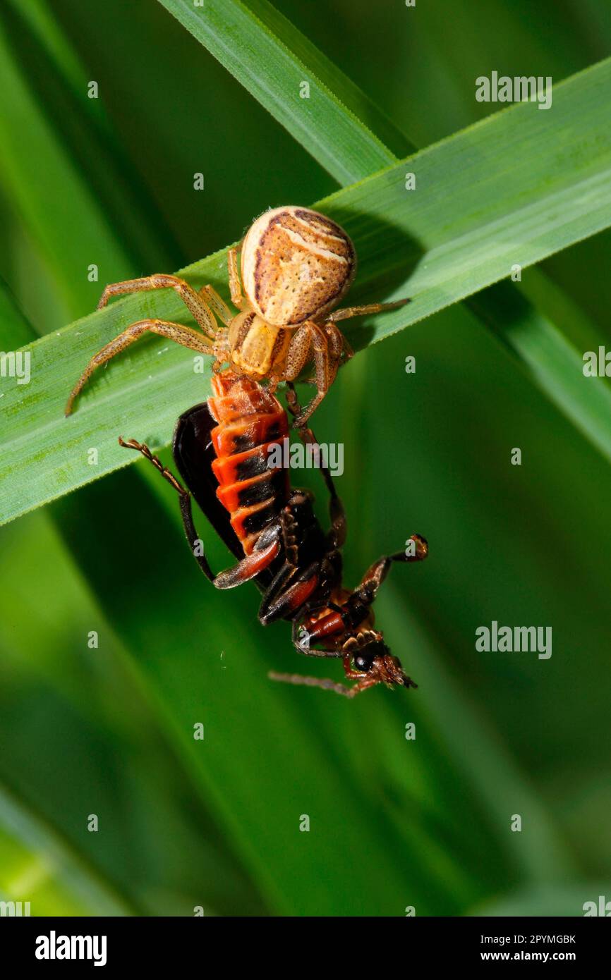 Swamp crab spider Stock Photo Alamy